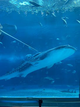 沖縄美ら海水族館に投稿された画像（2023/8/8）