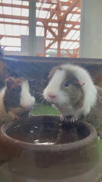 成田ゆめ牧場に投稿された画像（2023/8/8）