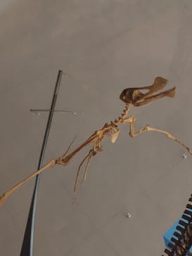 福井県立恐竜博物館に投稿された画像（2023/8/8）