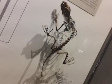 福井県立恐竜博物館に投稿された画像（2023/8/8）