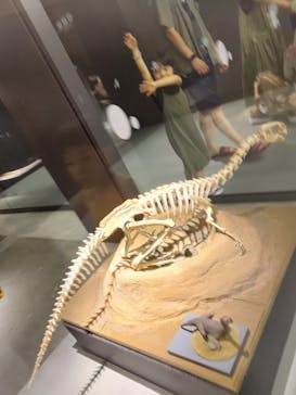 福井県立恐竜博物館に投稿された画像（2023/8/8）