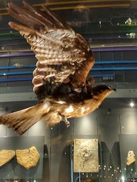 福井県立恐竜博物館に投稿された画像（2023/8/8）