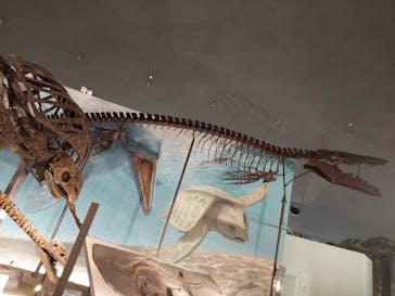 福井県立恐竜博物館に投稿された画像（2023/8/8）