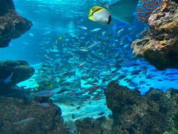 サンシャイン水族館に投稿された画像（2023/8/8）