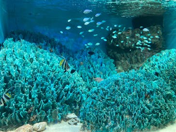 サンシャイン水族館に投稿された画像（2023/8/8）