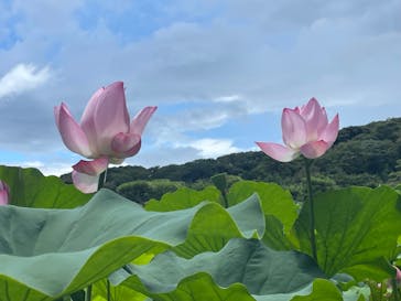 三溪園に投稿された画像（2023/8/8）