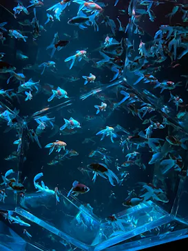 マクセル アクアパーク品川に投稿された画像（2023/8/8）