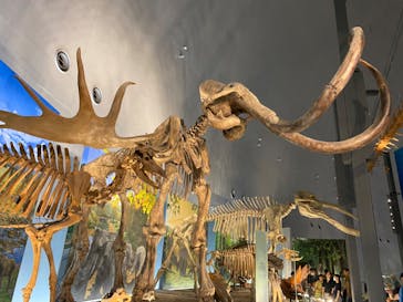 福井県立恐竜博物館に投稿された画像（2023/8/9）