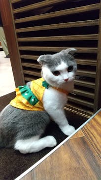 猫カフェモカ イオンモール大日店に投稿された画像（2023/8/9）