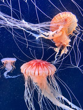 サンシャイン水族館に投稿された画像（2023/8/9）