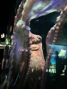 サンシャイン水族館に投稿された画像（2023/8/9）