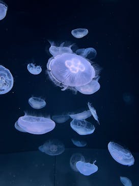 サンシャイン水族館に投稿された画像（2023/8/9）