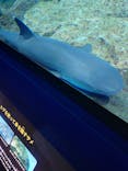 アクアワールド茨城県大洗水族館に投稿された画像（2023/8/9）