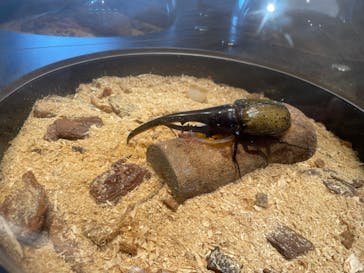 昆虫最強王図鑑展に投稿された画像（2023/8/9）