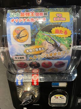昆虫最強王図鑑展に投稿された画像（2023/8/9）