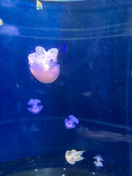 新江ノ島水族館に投稿された画像（2023/8/9）