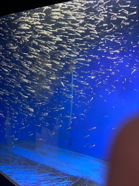 新江ノ島水族館に投稿された画像（2023/8/9）