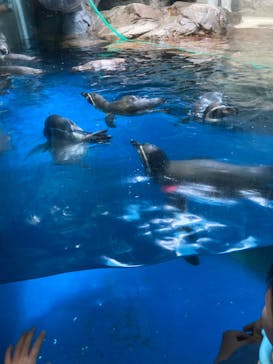 新江ノ島水族館に投稿された画像（2023/8/9）