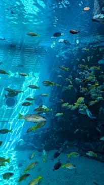 箱根園水族館に投稿された画像（2023/8/9）