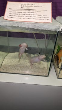 箱根園水族館に投稿された画像（2023/8/9）