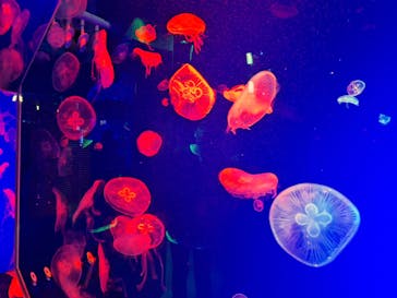 名古屋港水族館に投稿された画像（2023/8/9）