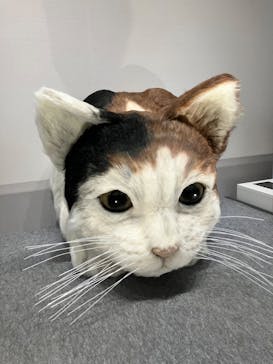 特別展「ネコ」 ～にゃんと！クールなハンターたち～に投稿された画像（2023/8/9）