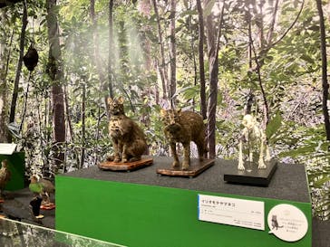 特別展「ネコ」 ～にゃんと！クールなハンターたち～に投稿された画像（2023/8/9）