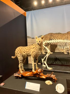 特別展「ネコ」 ～にゃんと！クールなハンターたち～に投稿された画像（2023/8/9）