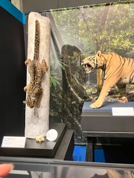 特別展「ネコ」 ～にゃんと！クールなハンターたち～に投稿された画像（2023/8/9）