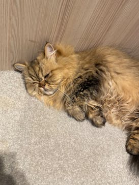 猫カフェモカ　イオンモール幕張新都心店に投稿された画像（2023/8/9）