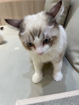 猫カフェモカ　イオンモール幕張新都心店に投稿された画像（2023/8/9）