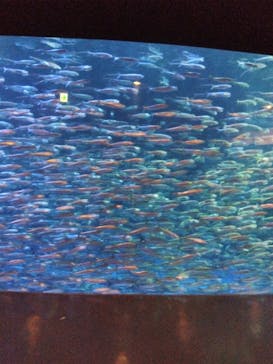 登別マリンパークニクスに投稿された画像（2023/8/9）