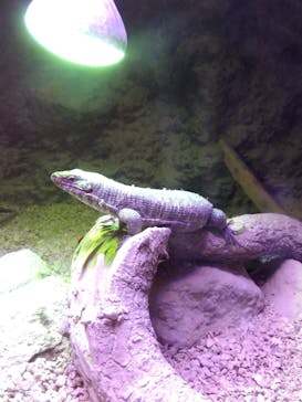 登別マリンパークニクスに投稿された画像（2023/8/9）