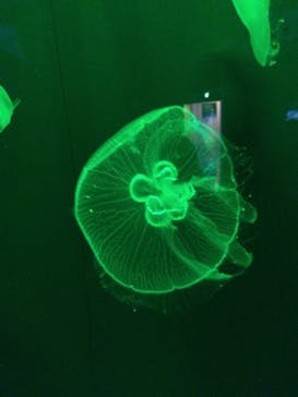 登別マリンパークニクスに投稿された画像（2023/8/9）