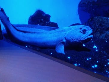 登別マリンパークニクスに投稿された画像（2023/8/9）