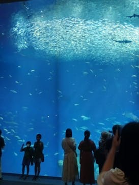 アクアワールド茨城県大洗水族館に投稿された画像（2023/8/9）