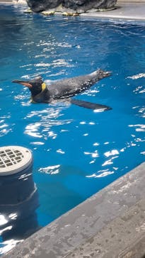越前松島水族館に投稿された画像（2023/8/9）