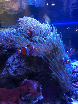 しながわ水族館に投稿された画像（2023/8/9）