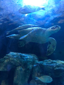 しながわ水族館に投稿された画像（2023/8/9）