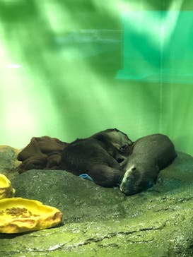 しながわ水族館に投稿された画像（2023/8/9）