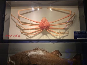 しながわ水族館に投稿された画像（2023/8/9）