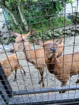 那須サファリパークに投稿された画像（2023/8/9）