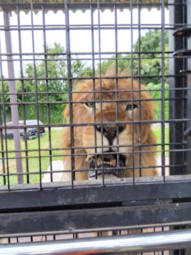 那須サファリパークに投稿された画像（2023/8/9）