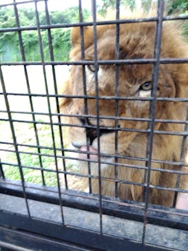 那須サファリパークに投稿された画像（2023/8/9）