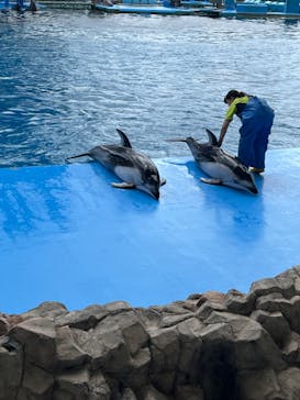 名古屋港水族館に投稿された画像（2023/8/9）