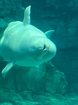 名古屋港水族館に投稿された画像（2023/8/9）