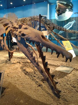 名古屋港水族館に投稿された画像（2023/8/9）