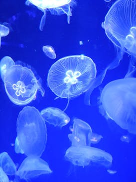 名古屋港水族館に投稿された画像（2023/8/9）