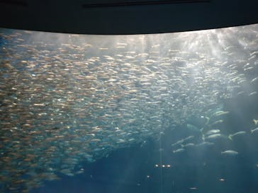 名古屋港水族館に投稿された画像（2023/8/9）