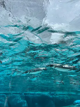 天王寺動物園に投稿された画像（2023/8/9）